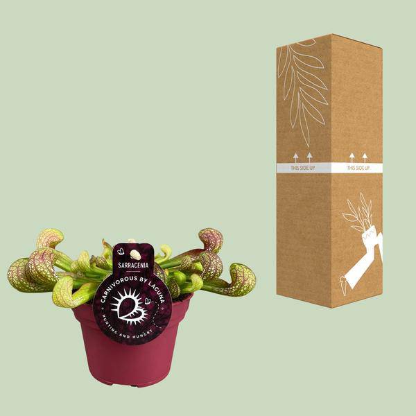 Papageien-Schlauchpflanze Sarracenia Psittacina – Zimmerpflanze – Ø12cm – ↕13cm – Exotische Fleischfressende Pflanze – Pflegeleicht & Halbschatten geeignet – Für Innenräume & kleine Gärten