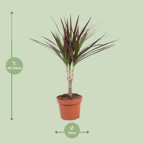 Drachenbaum - Dracaena Magenta - Zimmerpflanze - Ø12cm - ↕50cm