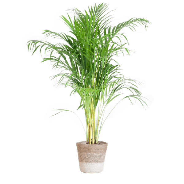 Areca-Palme Dypsis - Goldfruchtpalme - ↕100cm - Ø21cm + Korb Lissabon Weiß