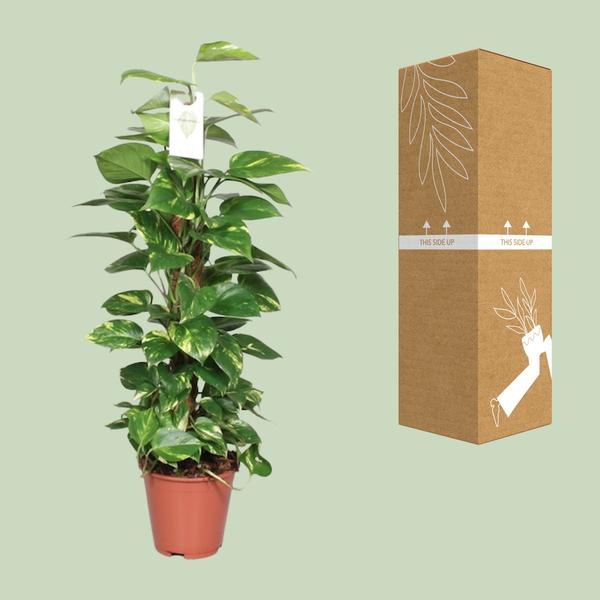 Efeutute Epipremnum Scindapsus Pinnatum – Goldene Efeutute am Moosstock – Ø19cm – ↕80cm – Luftreinigende Zimmerpflanze mit herzförmigen Blättern – Pflegeleicht & dekorativ – Für Wohnzimmer & Büro