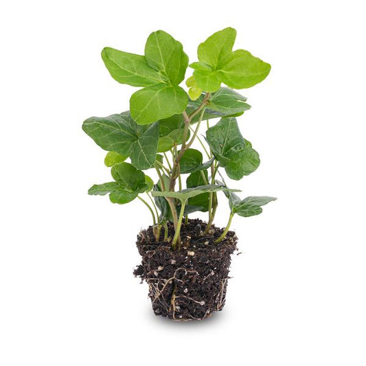 Hedera Helix – Gemeiner Efeu – Zimmerpflanze – Ø6 cm – Terrarienpflanze – Kletterpflanze mit dichtem Blattwuchs – Pflegeleicht & Winterhart