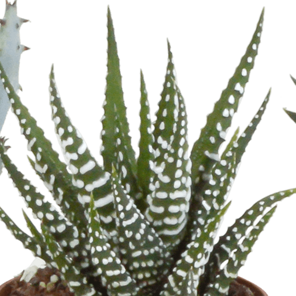 Sukkulente - Gasteria/Haworthia - Mix 5,5cm - Zimmerpflanze - 5 Stück