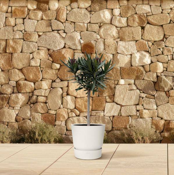 Rosenlorbeer – Nerium Oleander 90cm – Ø22cm – Immergrüne Kübelpflanze mit weißen Blüten – Mediterrane Zierpflanze für Garten, Terrasse & Balkon – Duftend & pflegeleicht