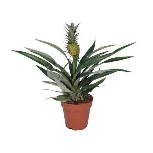 Ananaspflanze – Bromelia Ananas – tropische Zimmerpflanze – Ø12cm Topf – ca. 30 cm hoch – pflegeleicht & dekorativ