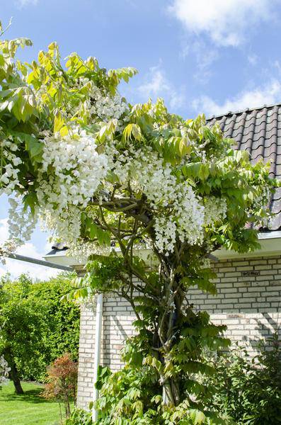 Weißer Blauregen - Wisteria floribunda 'Longissima Alba' - Weißer Regen - Ø15cm - ↕65cm