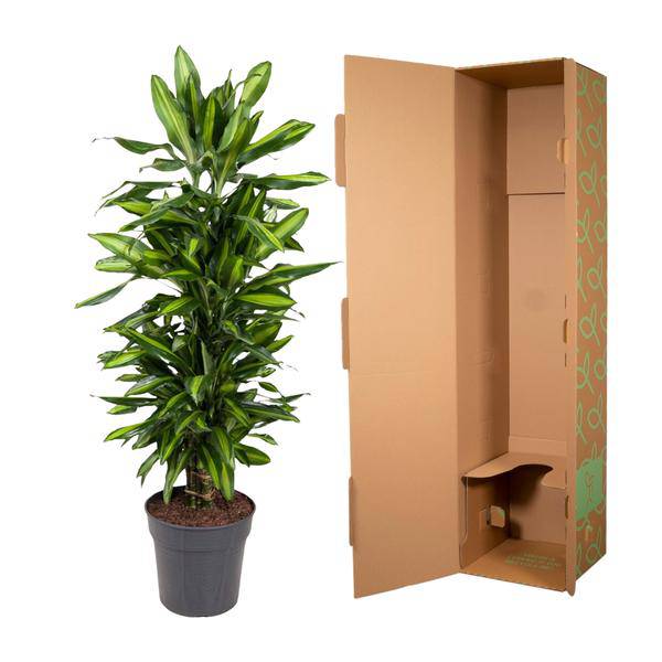Drachenbaum - Dracaena Cintho - Zimmerpflanze - 120 cm - ø27cm