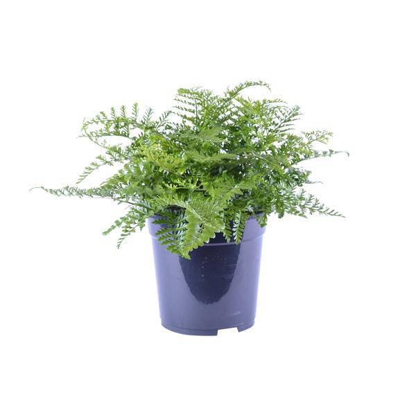 Nestfarn - Asplenium Parvati - Zimmerpflanze - Ø21cm - ↕40cm