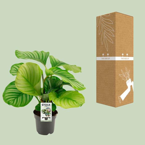 Korbmarante Calathea Orbifolia – Zimmerpflanze – Ø14cm – 45cm Höhe – tropisches Blattwunder – pflegeleicht & luftreinigend