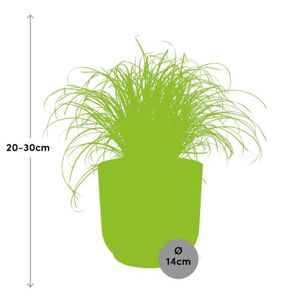 Wechselblättriges Zyperngras Cyperus Alternifolius Zumula – Schirmgras Zimmerpflanze inkl. Ziertopf Vibes Fold Rosa Ø14cm – Pflegeleicht & luftreinigend – Dekorative Sumpfpflanze für Wohnzimmer & Büro