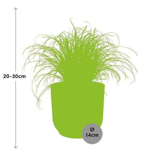 Wechselblättriges Zyperngras Cyperus Alternifolius Zumula – Schirmgras Zimmerpflanze inkl. Ziertopf Vibes Fold Rosa Ø14cm – Pflegeleicht & luftreinigend – Dekorative Sumpfpflanze für Wohnzimmer & Büro