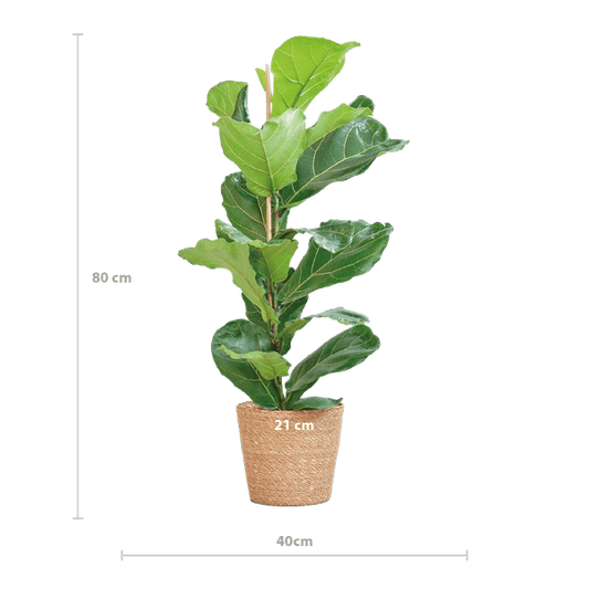 Ficus Lyrata – Geigen-Feige Zimmerpflanze – ca. 80cm hoch – Ø21cm – große dekorative Blätter – inkl. Seegras Korb Sofia Natur