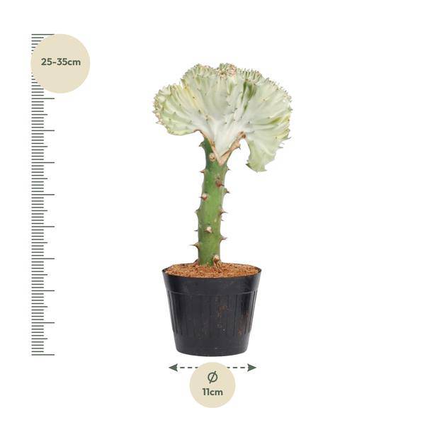 Euphorbia lactea Cristata Weiß – Drachenknochenkaktus – Sukkulente Zimmerpflanze – Exotische Rarität – Pflegeleicht – ↕30cm – Ø10,5cm
