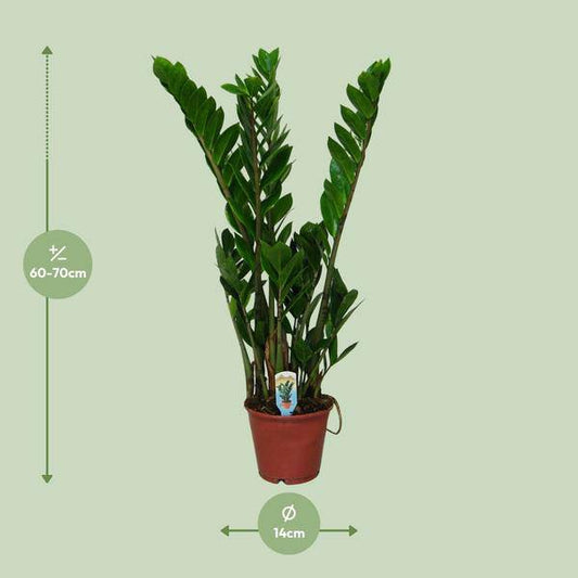 Glücksfeder – Zamioculcas zamiifolia – Zimmerpflanze – Ø14 cm – ca. 50 cm hoch – Pflegeleicht & robust – glänzendes dunkelgrünes Laub – Ideal für Halbschatten & Schatten