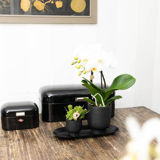 Ovales Tablett Schwarz – Ø30cm x 13cm – Metall-Deko-Tablett für Pflanzensets, Orchideen & Wohnaccessoires – Stilvoller Pflanzenuntersetzer