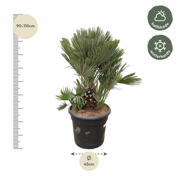 Grüne Zwergpalme - Chamaerops Humilis - Zimmerpflanze - 120cm - ø45cm