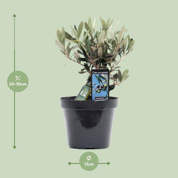 Olivenbaum - Olea Olive - Zimmerpflanze - Ø13cm - ↕25cm