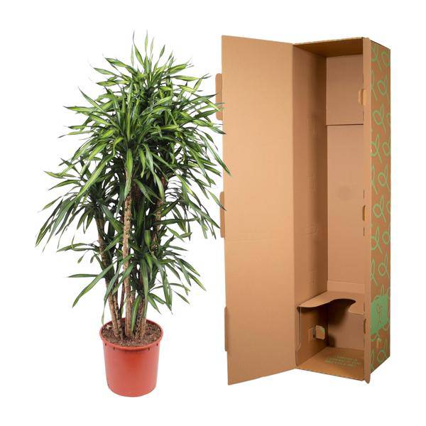 Drachenbaum - Dracaena Riki - Zimmerpflanze - 170cm - ø34cm