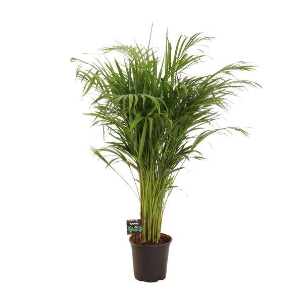 Goldfruchtpalme - Dypsis Lutescens - Zimmerpflanze - Ø21cm - ↕110cm