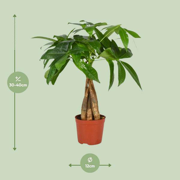 Glückskastanie – Pachira Aquatica – Zimmerpflanze – Ø12cm – ↕35cm - Beliebte Feng-Shui-Pflanze mit geflochtenem Stamm – Luftreinigend & pflegeleicht