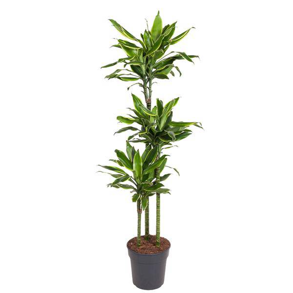 Drachenbaum - Dracaena Golden Coast - Zimmerpflanze - 160cm - ø24cm