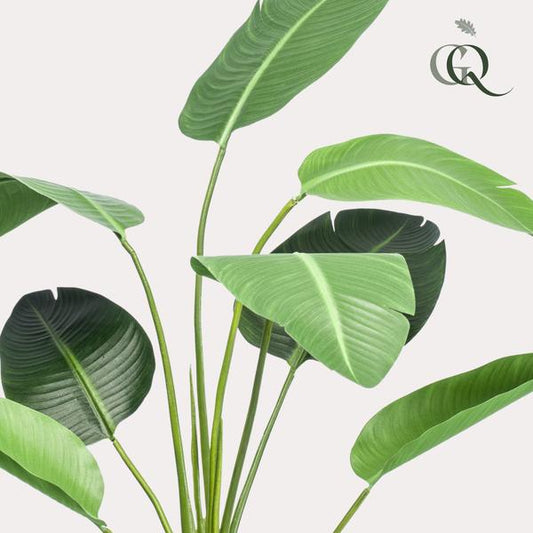 Strelitzia nicolai Paradiesvogelblume – Kunstpflanze – Zimmerpflanze – ↕120cm – Realistische Seidenblätter – Pflegeleicht & Dekorativ