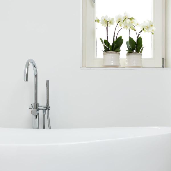 Weiße Phalaenopsis Orchidee Juwel Gent – Blühende Zimmerpflanze – Ø12cm – Elegante weiße Blüten – Perfekt für Zuhause & Büro