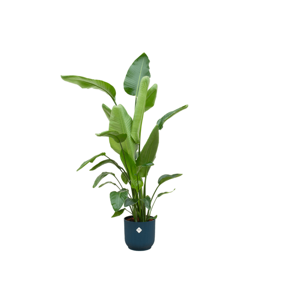 Strelitzia Nicolai - Baum-Strelitzie - Zimmerpflanze + Topf Vibes Fold Rund Blau - Ø30cm - 160cm