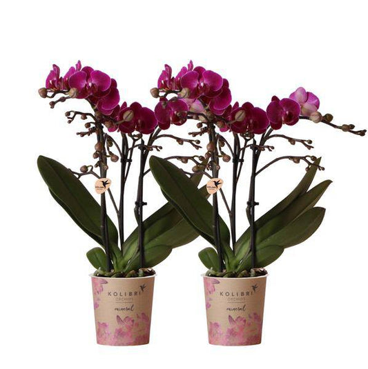 Phalaenopsis Orchideen „Morelia“ – 2 Pflanzen – Fliederfarben – Ø9cm – Blühende Zimmerpflanzen mit 2–3 Zweigen
