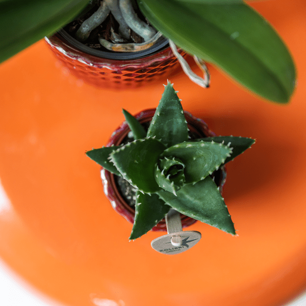 Sukkulente Aloe Brevifolia – Kleine Grüne Zimmerpflanze mit Stacheln – Ø6cm – Pflegeleicht & Robust – Ideal für helle Standorte ohne direkte Sonne
