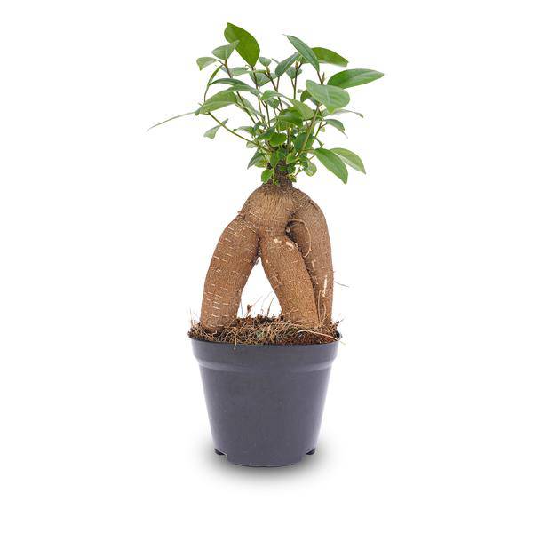 Chinesische Feige – Ficus microcarpa Ginseng – Ø9cm – Bonsai – Zimmerpflanze – Dekorativer Kleinbaum für Zuhause & Büro
