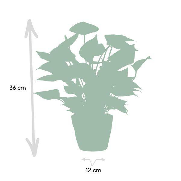 Flamingoblume - Anthurium andreanum Diamantrot - Zimmerpflanze + Korb Pure - 45cm - Ø12cm