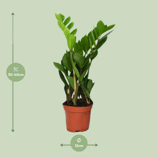 Glücksfeder Zamioculcas Zamiifolia – Zimmerpflanze – Ø12cm – 40cm Höhe – pflegeleicht, dunkelgrüne glänzende Blätter – ideal für Wohnzimmer & Büro