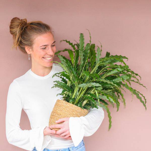 Calathea Rufibarba Korbmarante – Zimmerpflanze Ø17cm – ca. 55cm hoch – samtige Blätter – inkl. Korb Sofia Natur Seegras