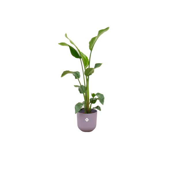 Strelitzia Nicolai - Baum-Strelitzie - Zimmerpflanze - Ø23cm - ↨100cm + Topf Jazz Flieder