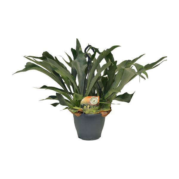 Geweihfarn - Platycerium Bifurcatum - Zimmerpflanze - Ø21cm - ↕50cm