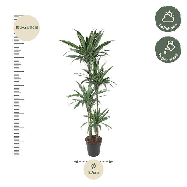 Drachenbaum - Dracaena Warneckei - 190cm - ø27cm