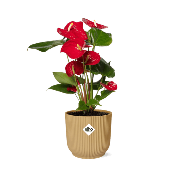 Flamingoblume Anthurium Rot â 12cm Zimmerpflanze inkl. Ziertopf Vibes Fold Gelb Ă14cm â Tropische Pflanze mit roten HochblĂ€ttern â Pflegeleicht & dekorativ â FĂŒr Wohnzimmer & BĂŒroÂ