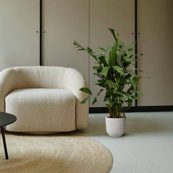 Fischschwanzpalme – Caryota Mitis – Tropische Zimmerpflanze ↕120cm – Ø19cm – Exotische Palme mit gefiederten Blättern – Elegante Grünpflanze für Wohnzimmer, Büro & Bad