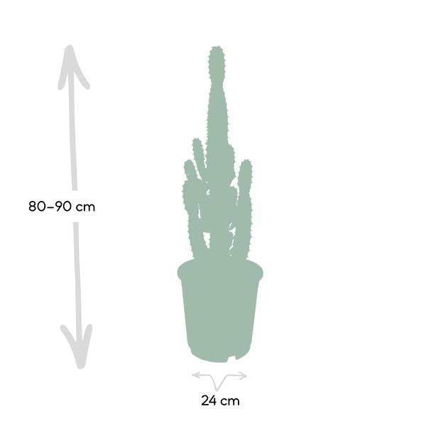 Kaktus-Wolfsmilch – Euphorbia Acrurensis (Cowboy-Kaktus) – Zimmerpflanze – Ø24cm ↕60–80cm – Sukkulente – Pflegeleicht – Exotisches Wüstendesign