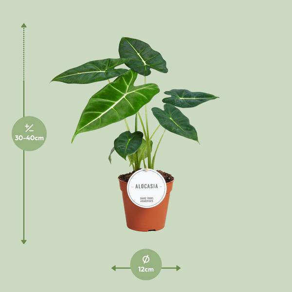 Alocasia Frydek – Pfeilblatt – Elefantenohr – Exotische Zimmerpflanze mit pfeilförmigen Blättern – Ø12cm – ↕35cm