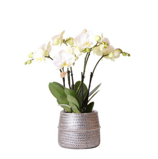 Weiße Phalaenopsis Gent-Orchidee im silbernen Groove-Dekotopf – Ø12cm – Blühende Zimmerpflanze – 2–3 Zweige – Elegante Orchidee mit Ziertopf