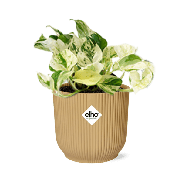 Efeutute - Epipremnum Pinnatum Happy Leaf - Zimmerpflanze + Topf Vibes Fold 14cm Gelb