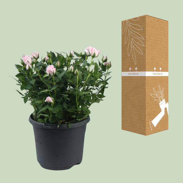 Rose - Topfrose Jewel Patio Baby - Zimmerpflanze - Ø17cm - ↕30cm