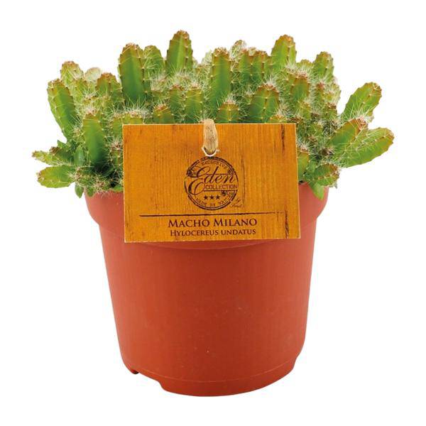 Drachenfrucht - Hylocereus Undatus - Kaktus - Dragonfruit - Zimmerpflanze - Ø11cm - ↕15cm