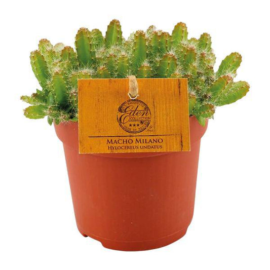 Drachenfrucht - Hylocereus Undatus - Kaktus - Dragonfruit - Zimmerpflanze - Ø11cm - ↕15cm