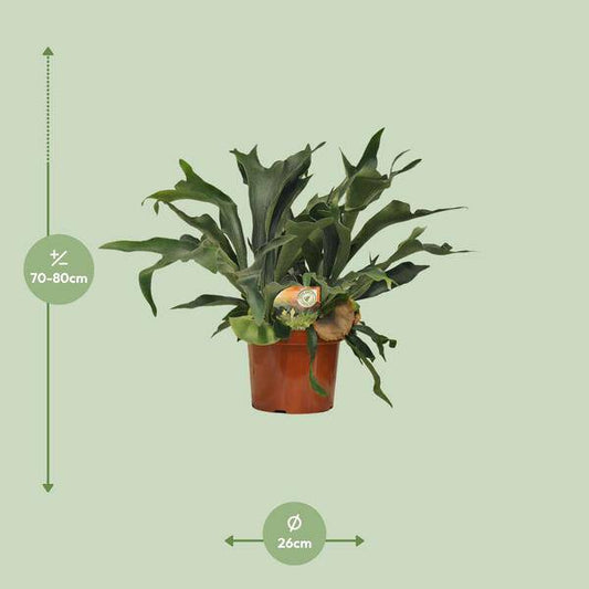 Geweihfarn - Platycerium Bifurcatum - Zimmerpflanze - Ø26cm - ↕80cm