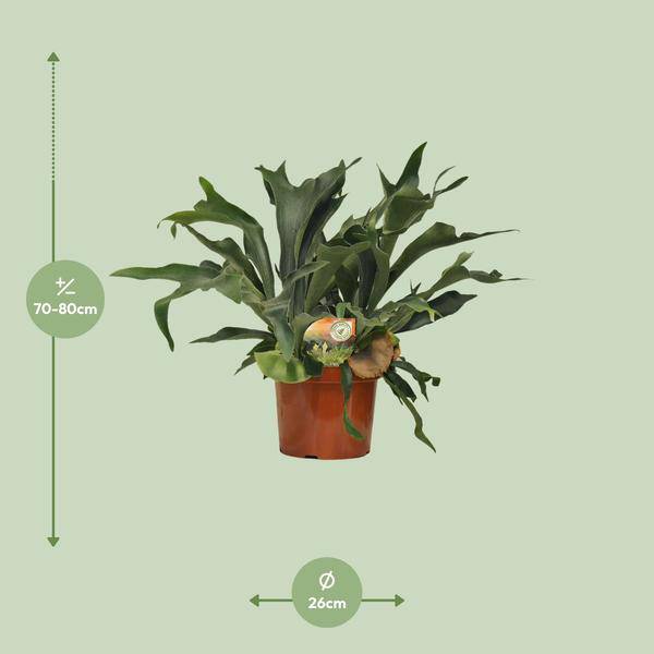 Geweihfarn - Platycerium Bifurcatum - Zimmerpflanze - Ø26cm - ↕80cm