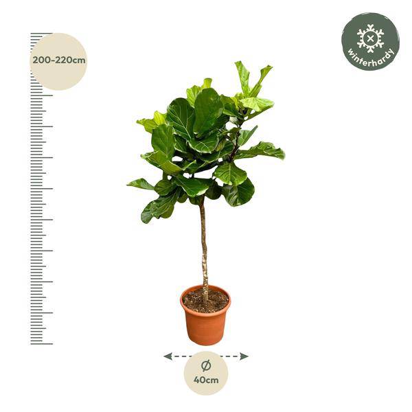 Geigen-Feige – Ficus Lyrata – Zimmerpflanze 210cm – Ø40cm – XXL-Designpflanze mit großen geigenförmigen Blättern – Exklusive Kübelpflanze für Wohnzimmer, Büro & Wintergarten – Pflegeleicht