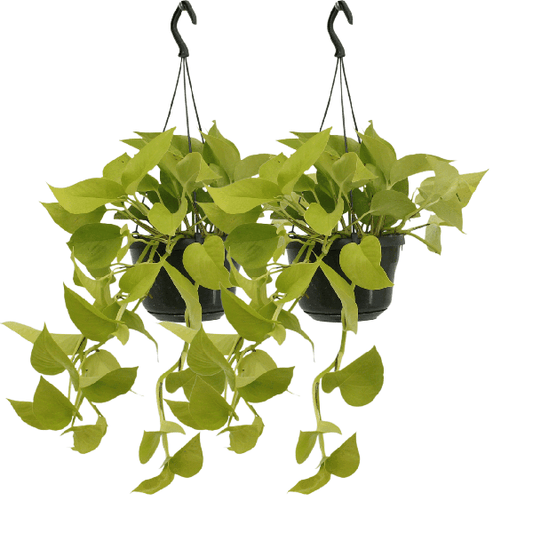 Efeutute - Epipremnum Golden Pothos Scindapsus - Zimmerpflanze - Ø15cm - ↕25cm - 2 Stück