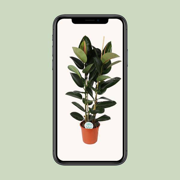 Gummibaum - Ficus Elastica Robusta - Zimmerpflanze - Ø24cm - ↕110cm
